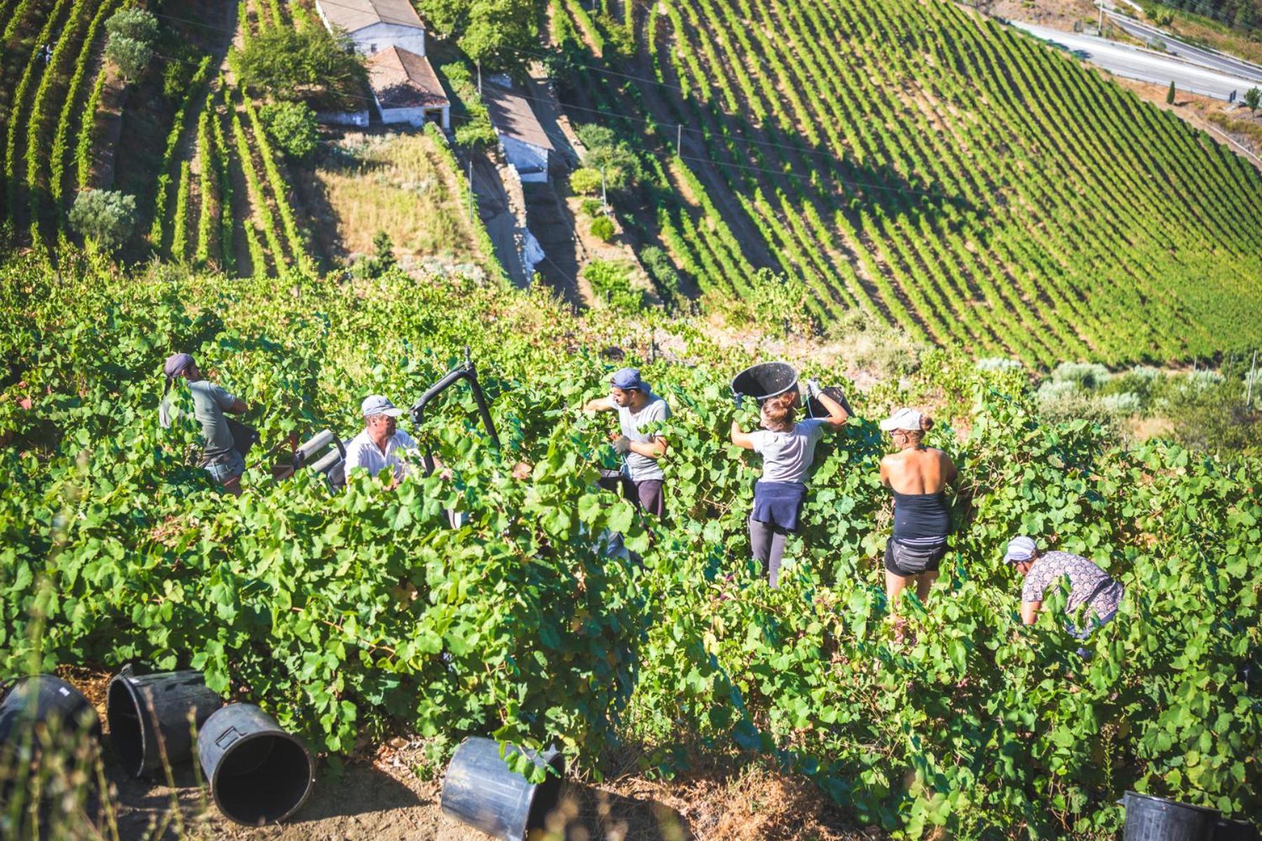 Maison d'hôtes Quinta Do Valdalagea à Peso da Régua Extérieur photo