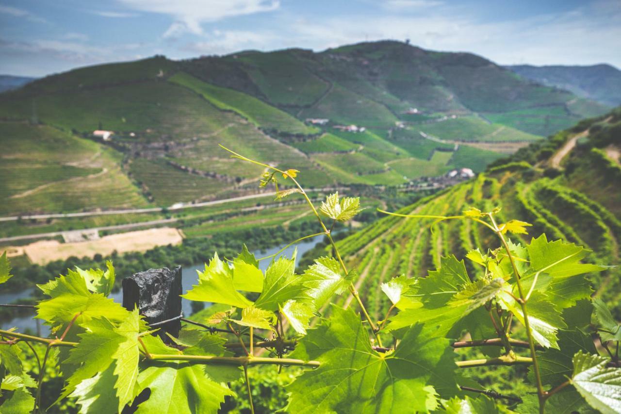 Maison d'hôtes Quinta Do Valdalagea à Peso da Régua Extérieur photo