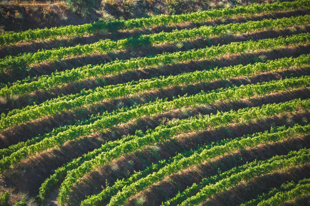 Maison d'hôtes Quinta Do Valdalagea à Peso da Régua Extérieur photo