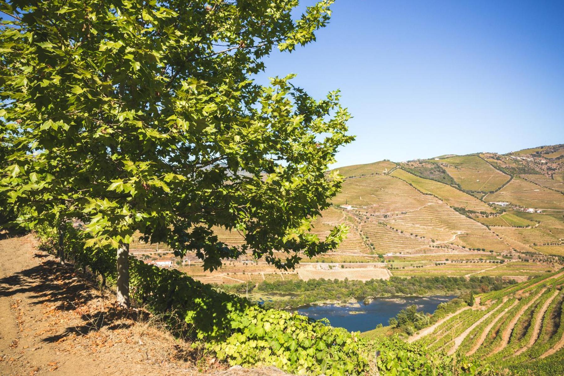 Maison d'hôtes Quinta Do Valdalagea à Peso da Régua Extérieur photo